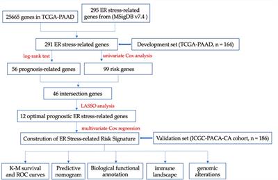 A risk signature based on endoplasmic reticulum stress-associated genes predicts prognosis and immunity in pancreatic cancer